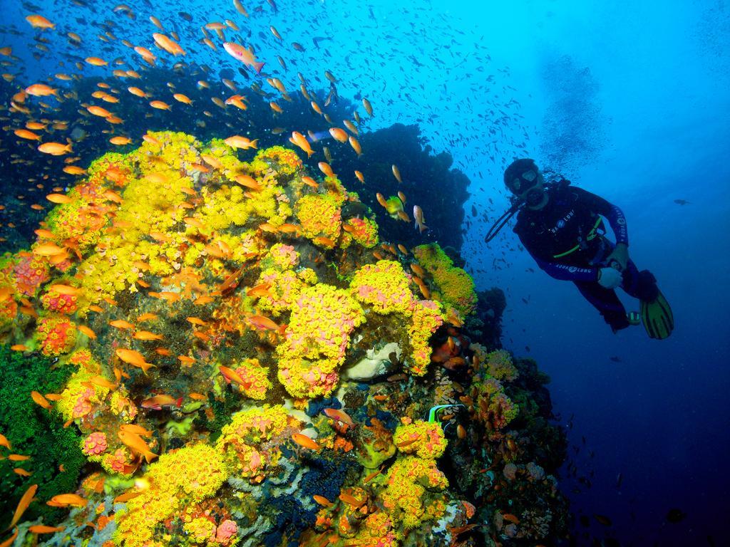 Marco Vincent Dive Resort Puerto Galera Buitenkant foto